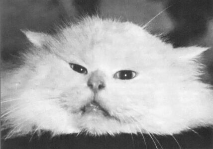 Pet Health: Matted Cat Hair Image